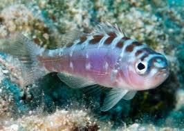 chalk bass care